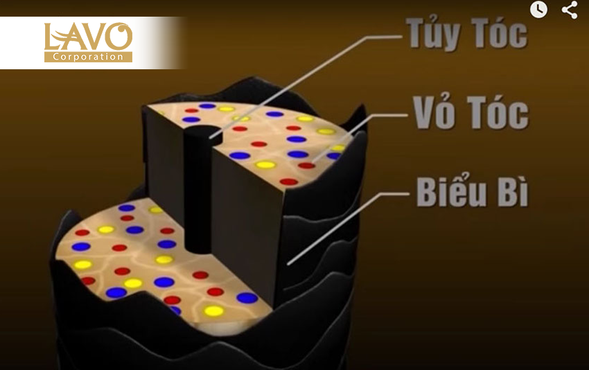 Nguyên Nhân Tóc Bạc Sớm