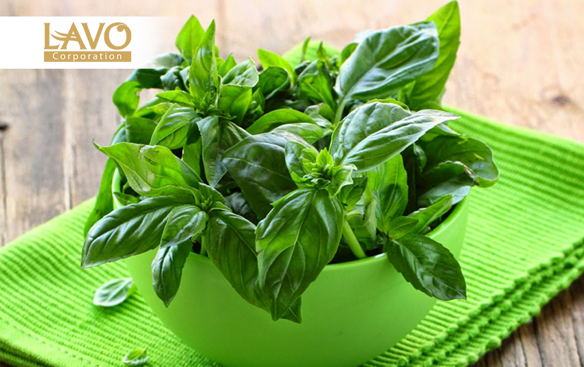 Phương Pháp Trị Gàu Từ Thiên Nhiên Hiệu Quả