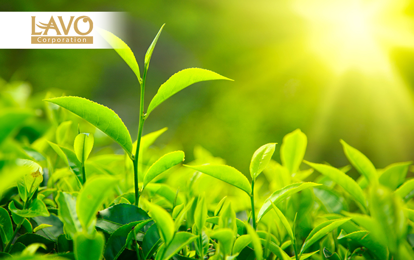 Phương Pháp Trị Gàu Từ Thiên Nhiên Hiệu Quả