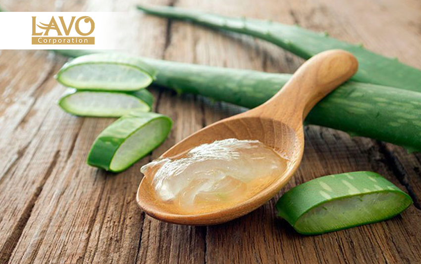 Chăm sóc tóc bằng lô hội.