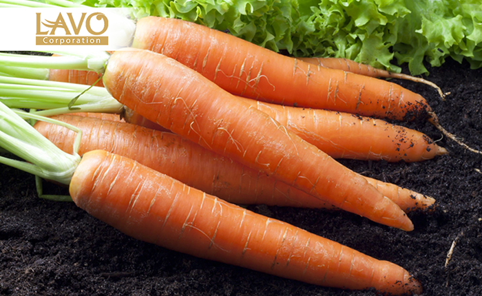 Chăm Sóc Tóc Mùa Thu Với Củ Cà Rốt