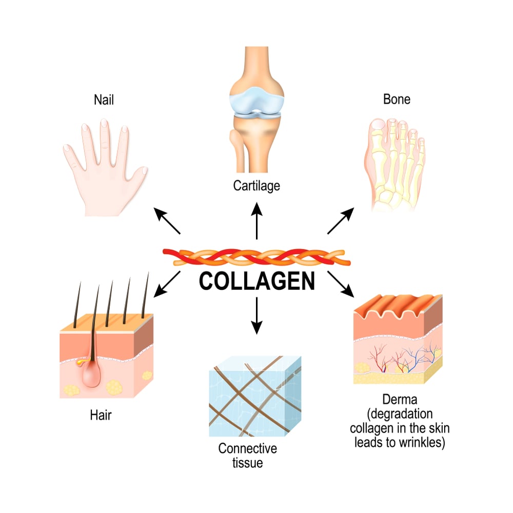 Collagen có ở mọi nơi trong cơ thể chúng ta