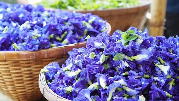 Nấu hoa đậu biếc tại nhà và gội là cách đơn giản để làm dầu gội dưỡng sinh