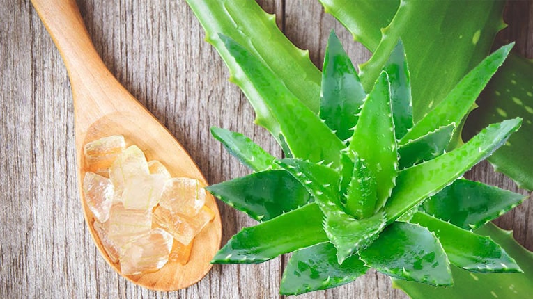 Nha đam đem lại nguồn dưỡng ẩm tuyệt vời cho tóc